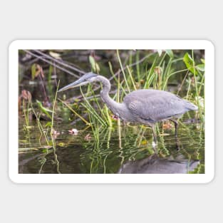 A lone Great Blue Heron Sticker